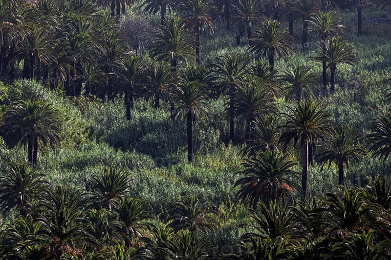 Canary Island Date Palms (Phoenix canariensis)