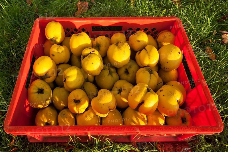 Freshly picked quinces with dew drops in a crate in the grass