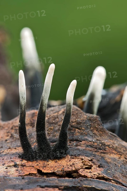 Candlestick fungus (Xylaria hypoxylon)