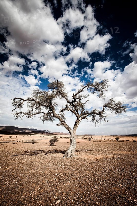 Lone tree