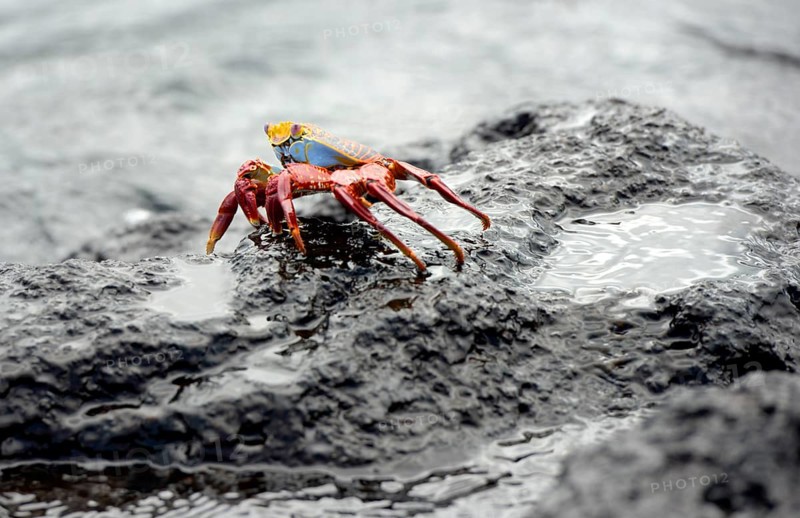 Sally Lightfoot crab (Grapsus grapsus)