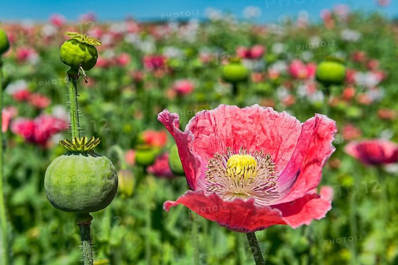 Opium Poppy (Papaver somniferum)