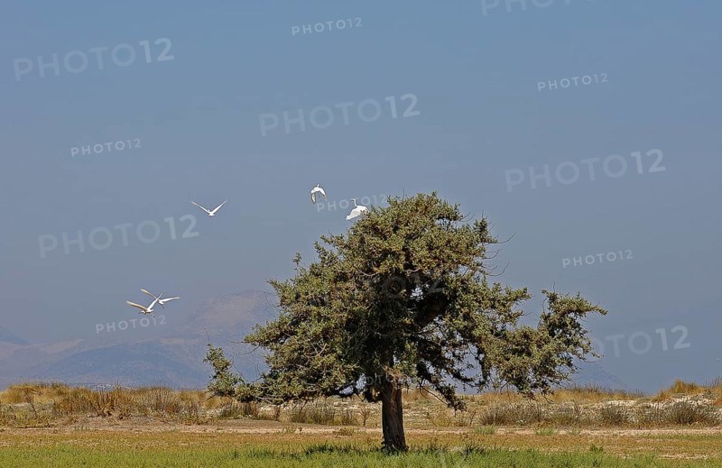 Solitary Juniper tree (Juniperus sp.)