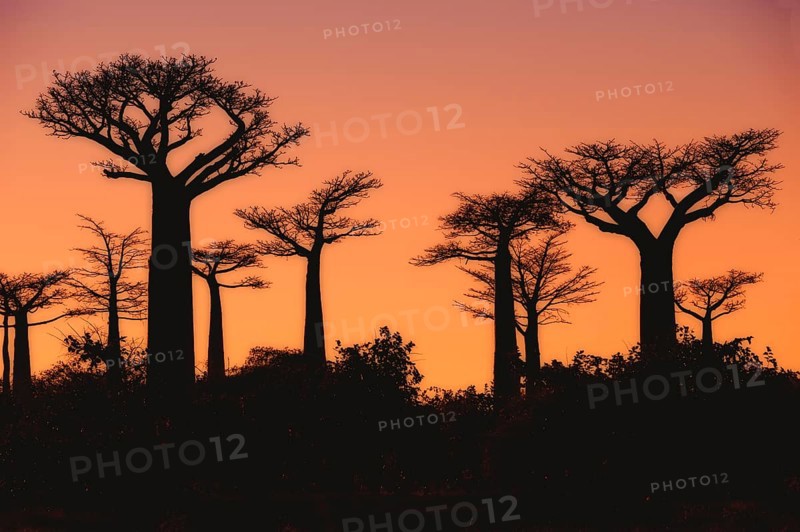 Baobab trees (Adansonia grandidieri) at sunset