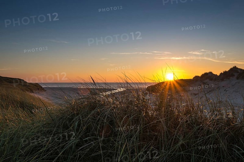 Beach grass (Ammophila arenaria) in dunes in front of Henne Molle A estuary into the North Sea at sunset