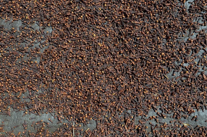 Almost completely dried cloves (Syzygium aromaticum) laid out to dry