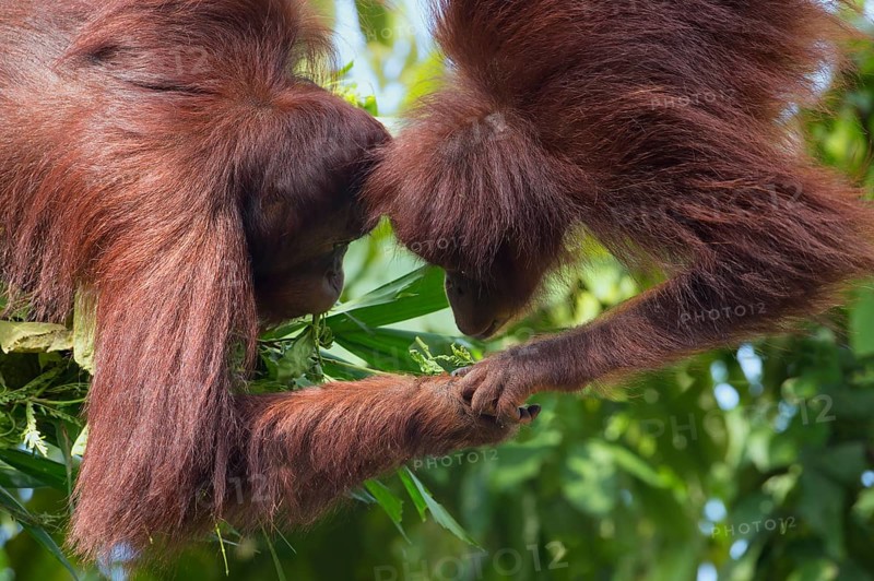 Pair of Bornean Orangutans (Pongo pygmaeus)