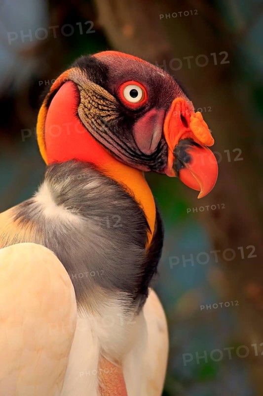 King Vulture (Sarcoramphus papa)