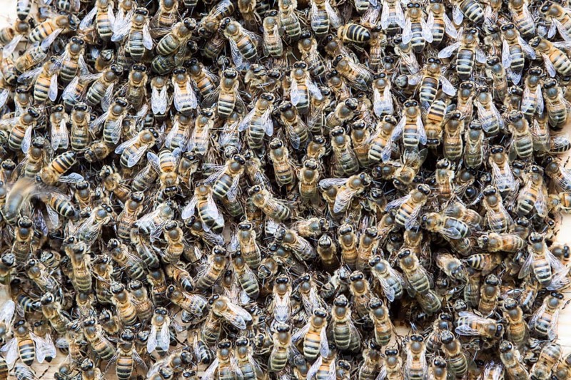 Honey Bees (Apis mellifera) swarming at entrance of an artificial bee hive