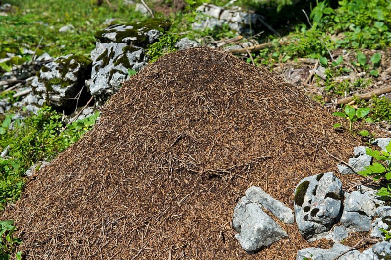 Anthill of the the Swiss Mountain wood ant (Formica paralugubris)