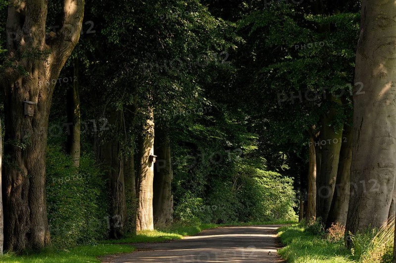 Old avenue of beeches (Fagus sylvatica)