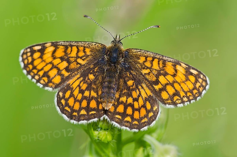 Nickerl's fritillary (Melitaea aurelia)