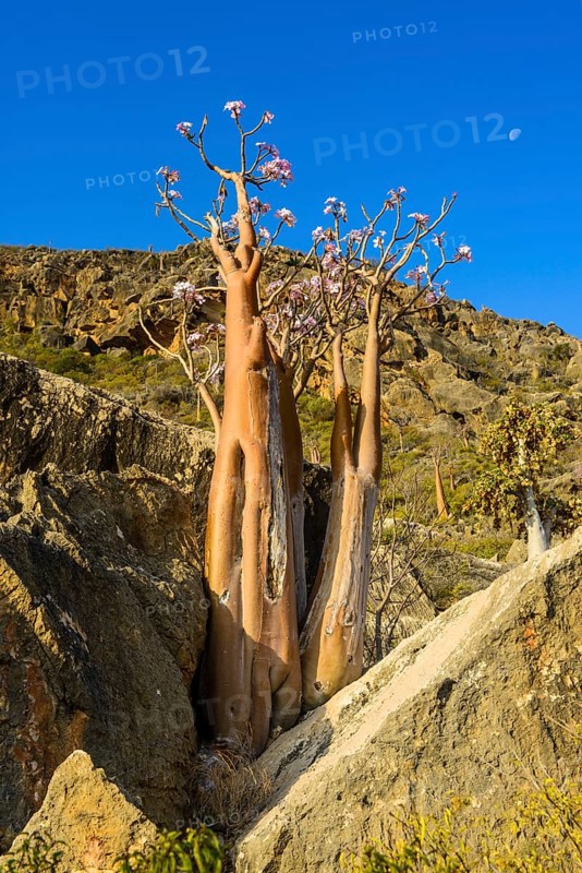 Bottle Tree (Adenium obesum) in bloom