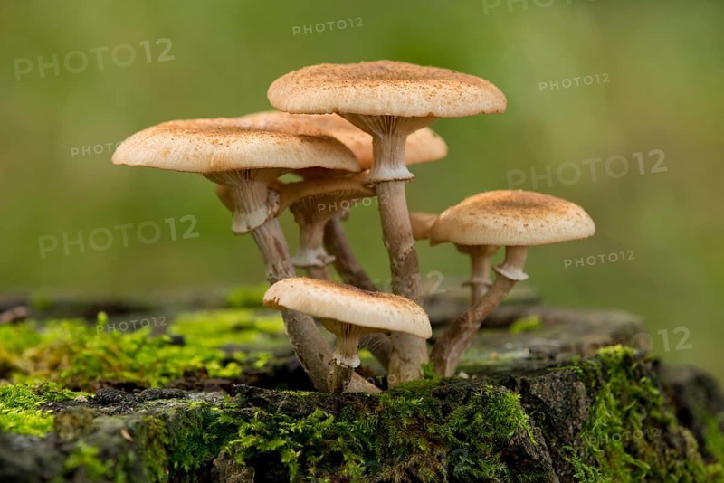 Dark Honey Fungus (Armillaria ostoyae)