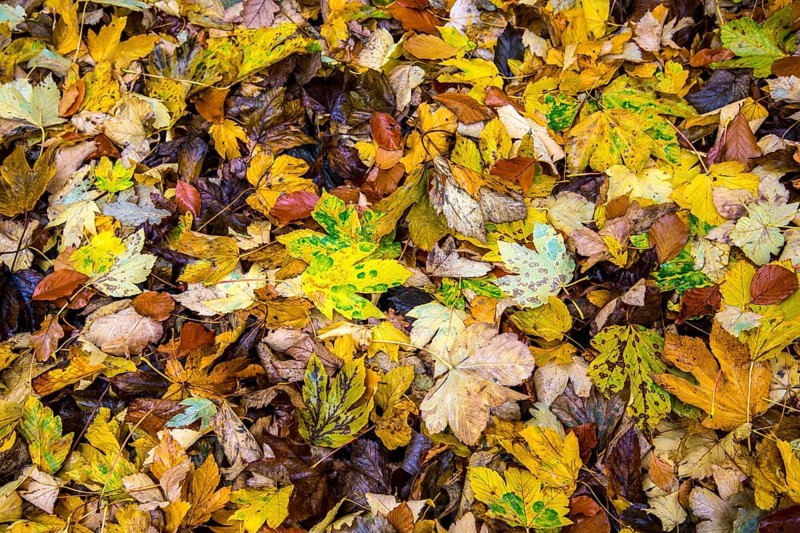 Autumn leaves