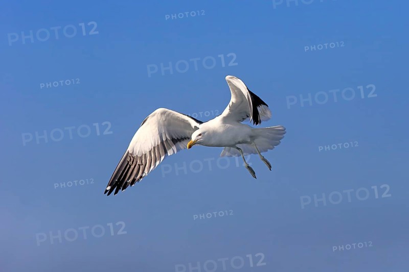 Kelp Gull (Larus dominicanus)