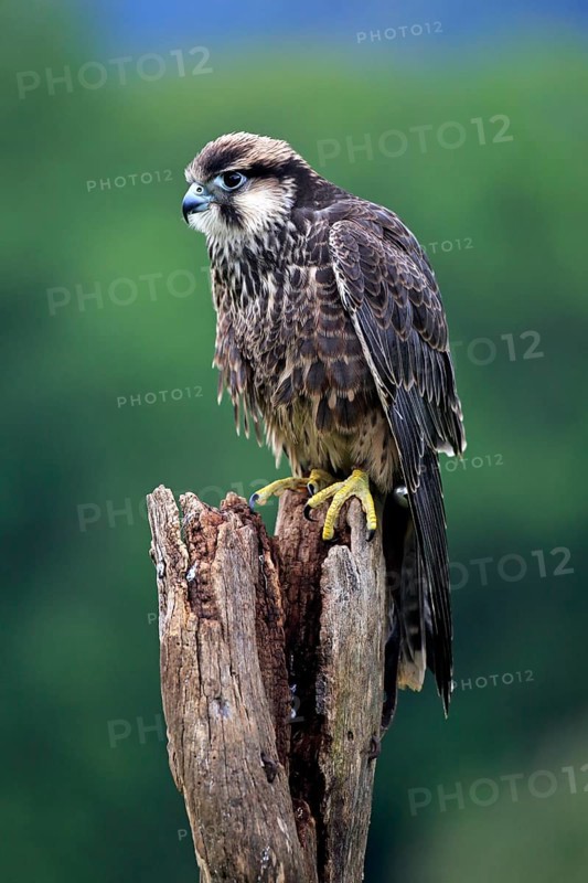 Lanner Falcon (Falco biarmicus)