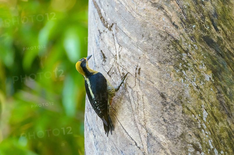 Golden-naped Woodpecker (Melanerpes chrysauchen) on a tree