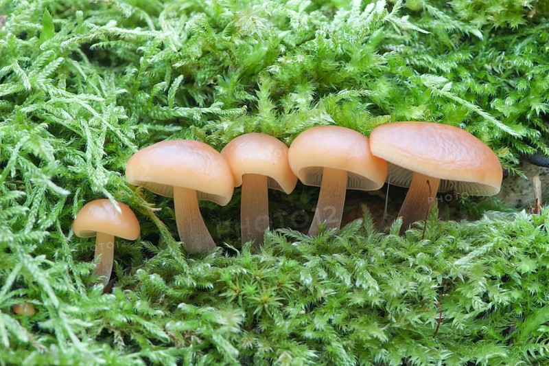 Winter Mushrooms or Enoki Mushrooms (Flammulina velutipes)