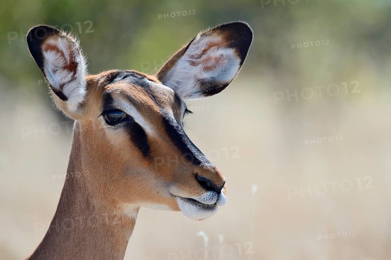 Black-faced Impala (Aepyceros melampus petersi)