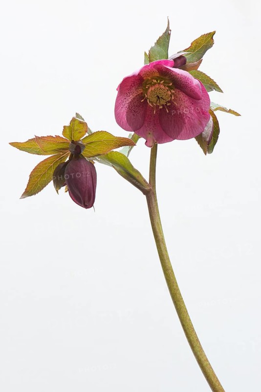Lenten rose (Helleborus orientalis hybrids)