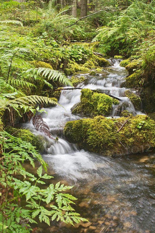 Small forest creek