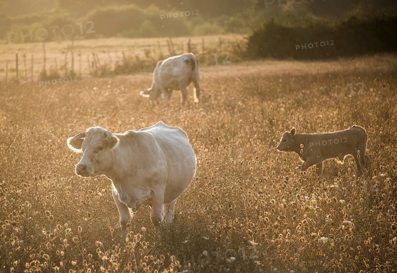Charolais cattle