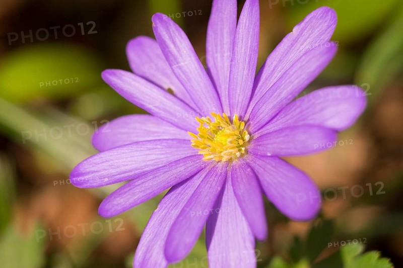 Balkan Anemone (Anemone blanda)