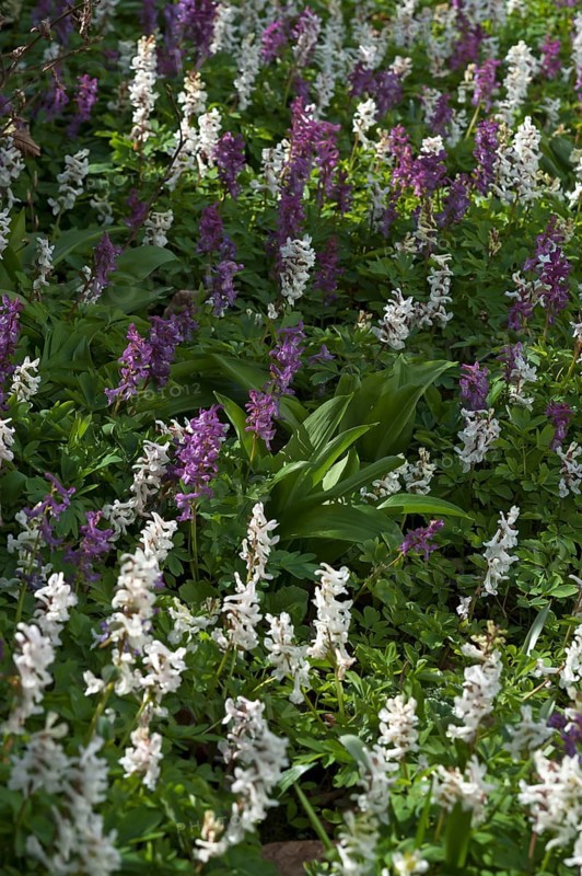 Hollowroot Birthwort (Corydalis cava)