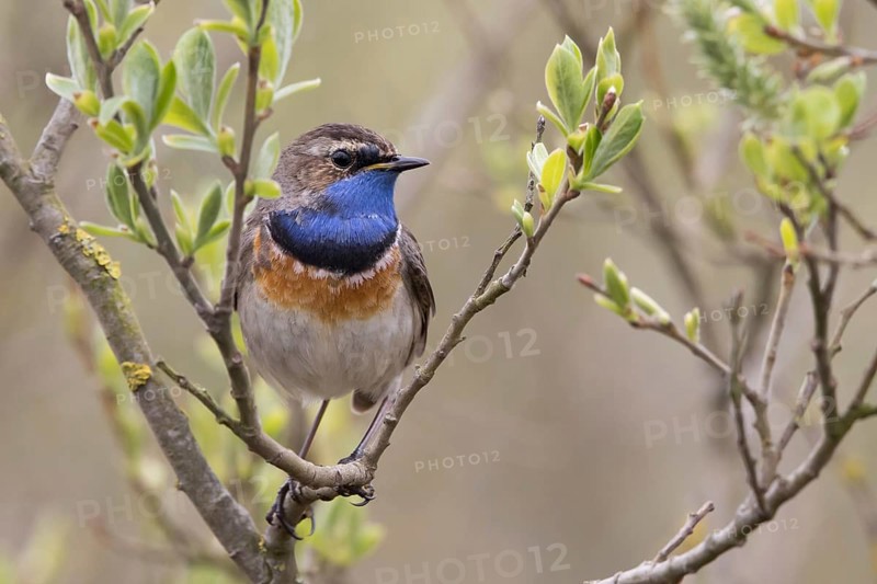 Bluethroat (Luscinia svecica) on branch