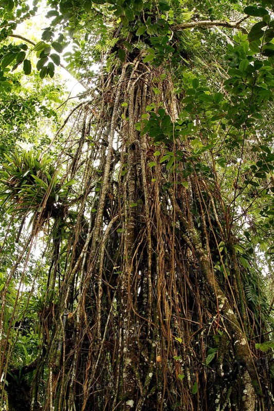 Weeping Fig (Ficus) with aerial roots in the Cocos Island National Park