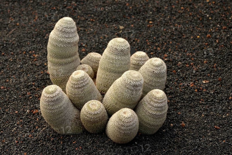 Cactus Mammillaria haageana (Mammillaria Haageana)