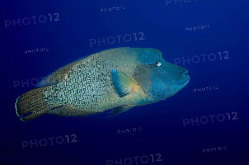 Humphead wrasse (Cheilinus undulatus)