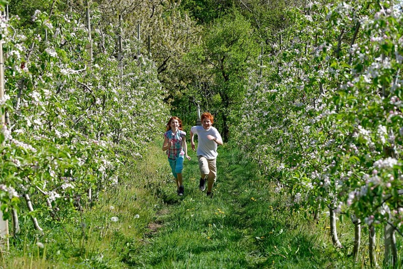 Two children running through rows of blooming apple trees