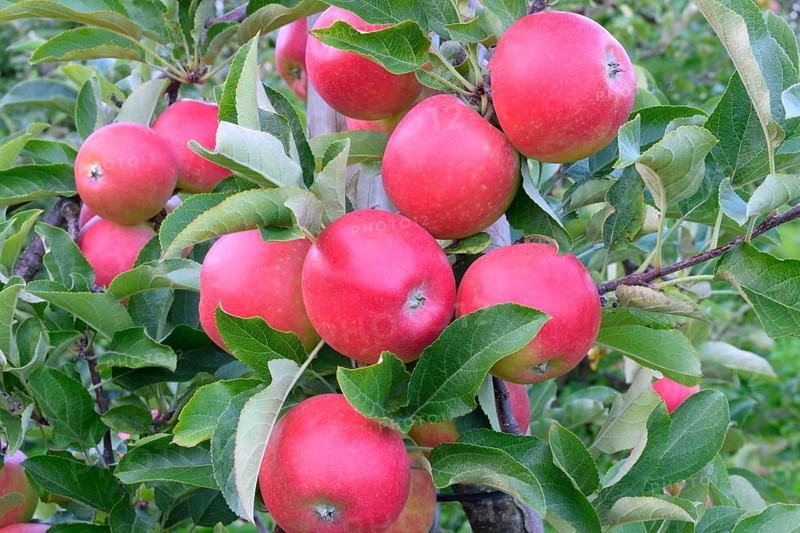 Red apples