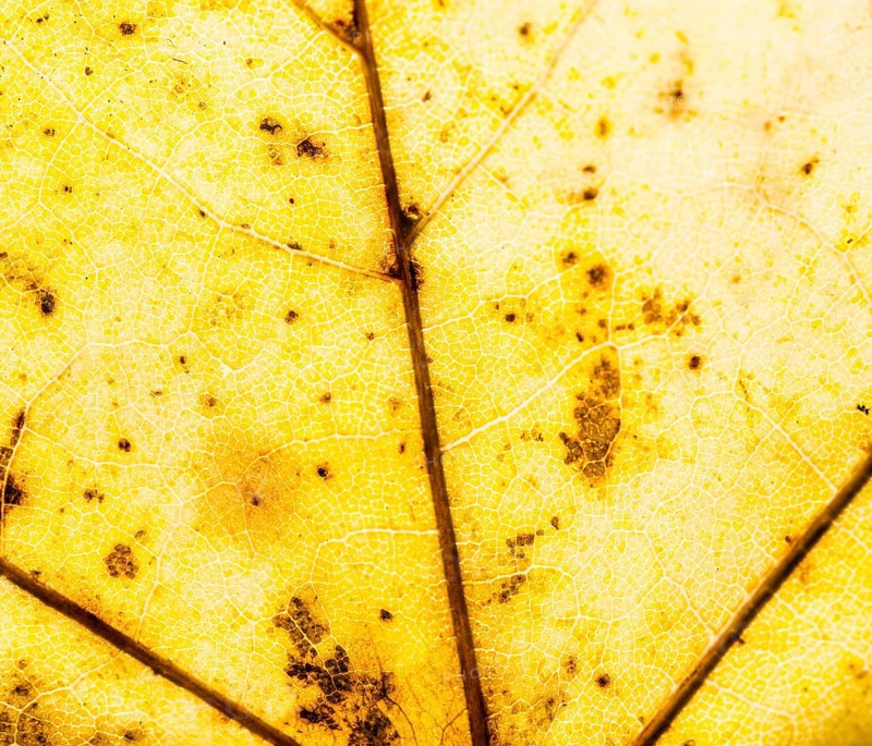 Yellow autumn leaf