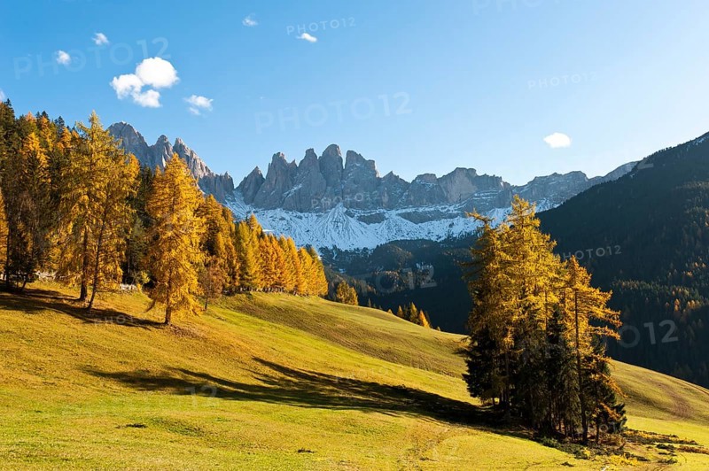 European larch (Larix decidua)