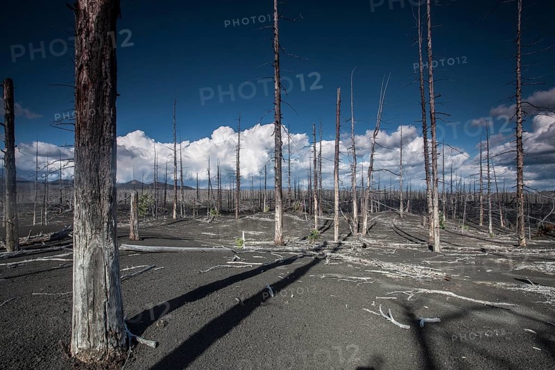 Dead forest