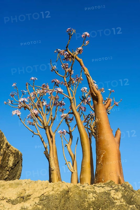 Bottle Tree (Adenium obesum) in bloom