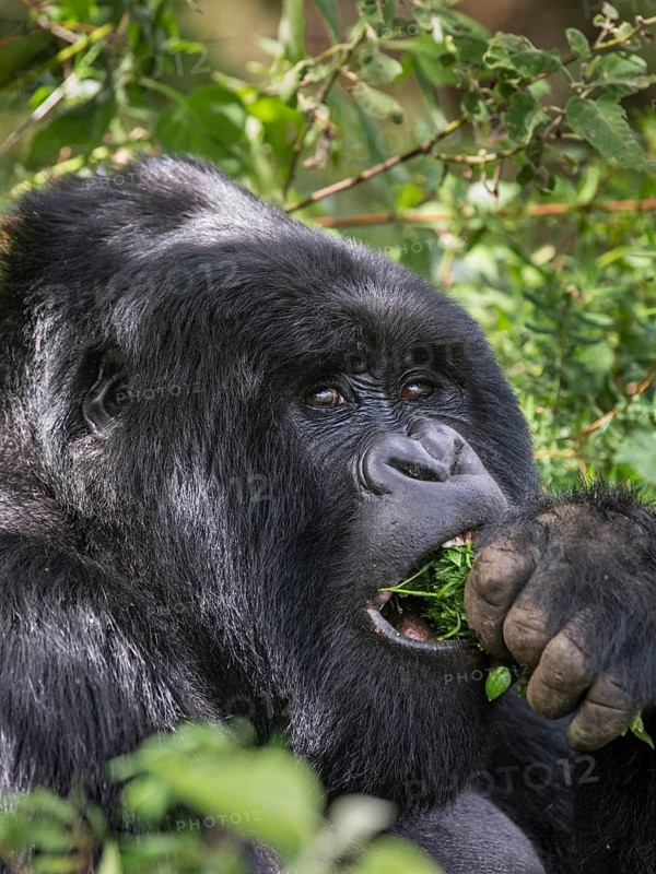 Mountain Gorilla (Gorilla beringei beringei) of the Nyakagezi group