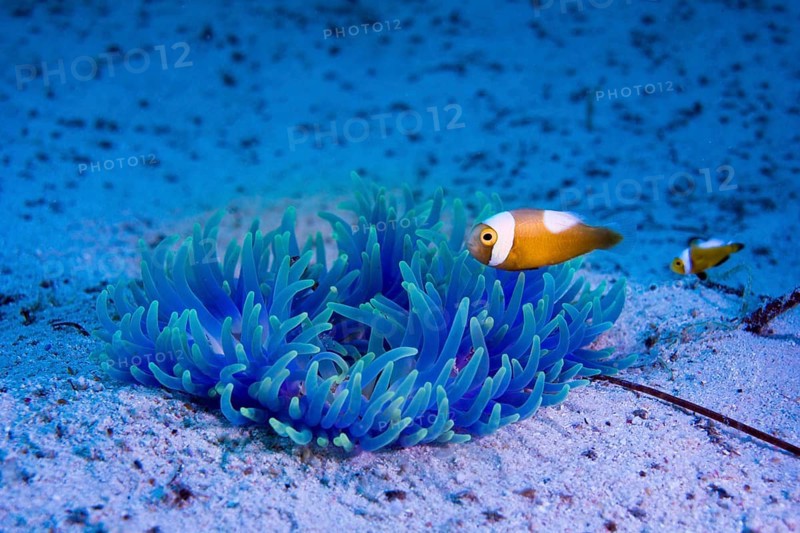 Young Saddleback Clownfish (Amphiprion polymnus)