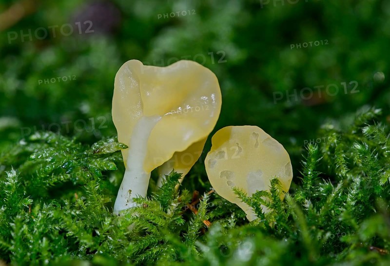 Yellow Fan (Spathularia flavida)
