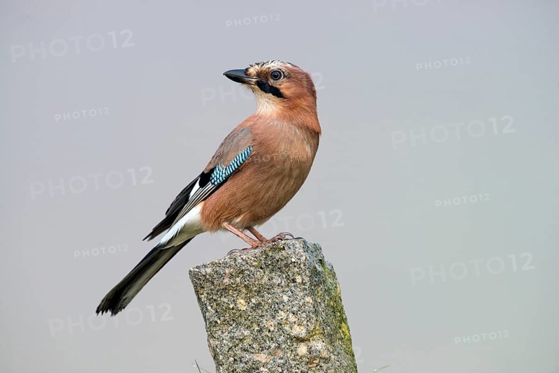 Eurasian Jay (Garrulus glandarius)