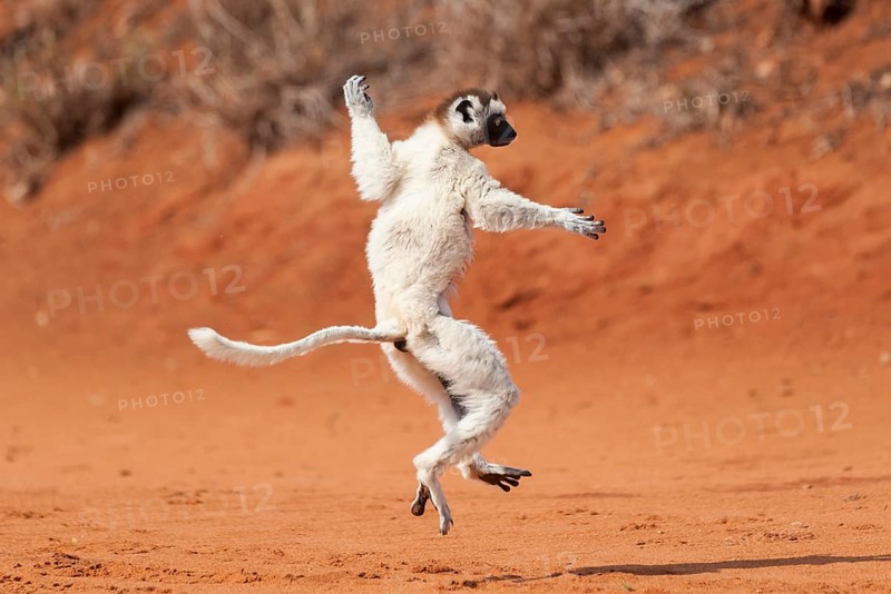 A 'dancing' Verreaux's Sifaka or White Sifaka (Propithecus verreauxi)