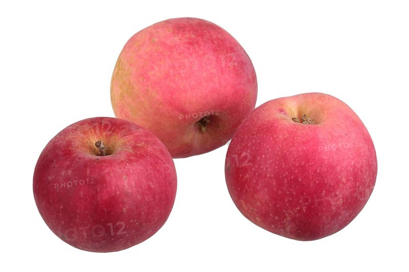 Apple variety Gascoyne's Scarlet