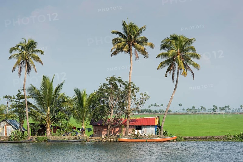 Houses and palm trees