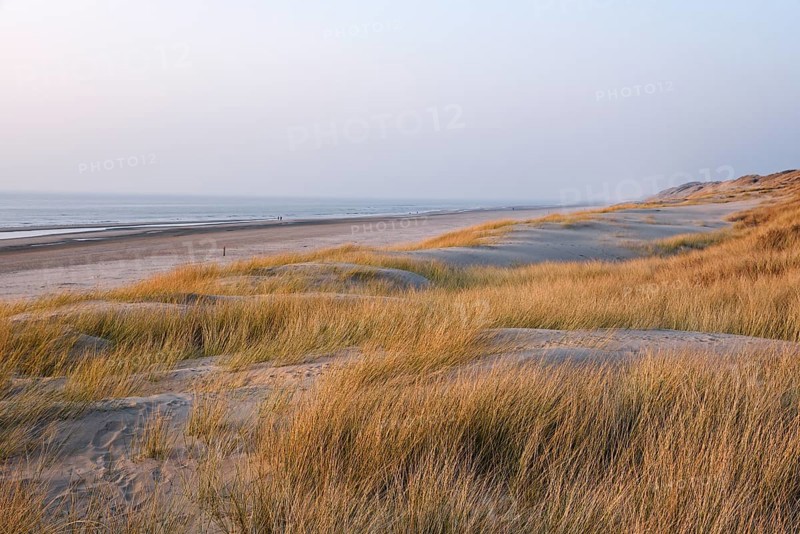 Marram grass