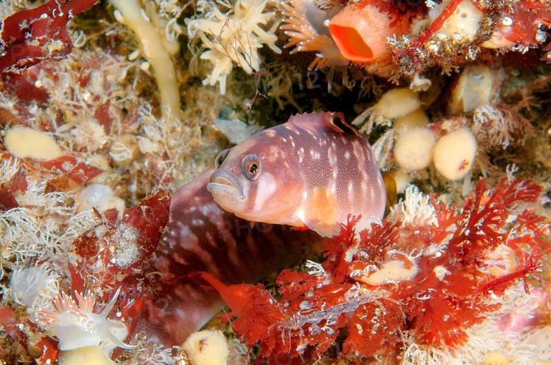 Rock Gunnel (Pholis gunnellus)