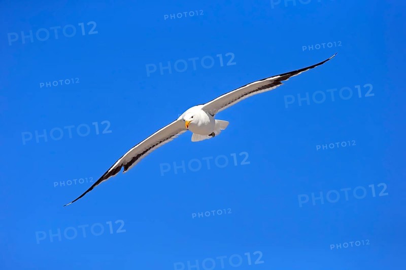 Kelp Gull (Larus dominicanus)