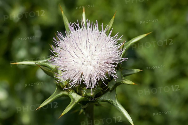 Milk Thistle (Silybum marianum)